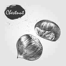 Hand Drawn Chestnut Isolated On White Background. Nuts Sketch In Style, Vector Illustrator.