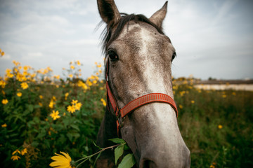 Wall Mural - Horse in the nature, horseback riding