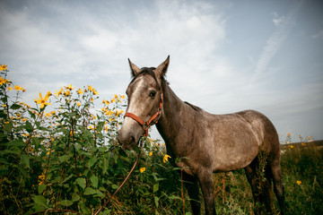 Sticker - Horse in the nature, horseback riding