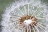 Fototapeta Dmuchawce - Dmuchawiec, kwiat makro