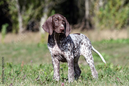 German Shorthaired Pointer German Kurtshaar One Brown Spotted