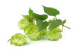 Branc hop with leaves closeup.