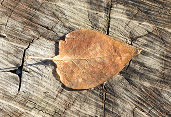 Autumn leaf on the wooden background