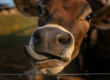 Fototapeta  - vaca Jersey fazenda língua gado 