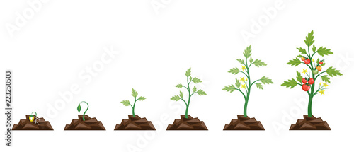 Agriculture.Growth of plant,from seeds sprout to vegetable.Planting ...
