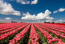 Red And Pink Tulips Blooming In A Field In Mount Vernon, Washington