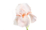 Beautiful multicolored iris flower isolated in white.