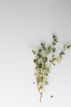 Close-up Of Thyme