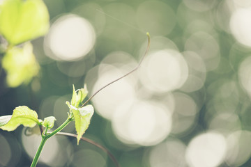 Wall Mural - abstract bokeh blur green color for background