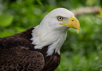 Wall Mural - portrait of an american bald eagle