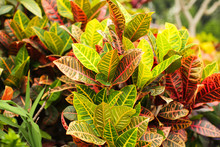 Colorful Croton Leaves Background. Beautyful Natural Backdrop With Croton Plant In Sunny Day At Ptropical Park