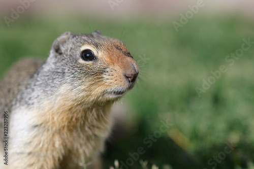 Fotografie, Obraz Curious ground squirrel in Glacier National Park, Montana