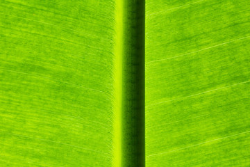 Wall Mural - close up banana leaves on background and texture