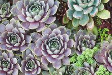 Arrangement Of Succulents Or Cactus Succulents
