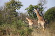 Giraffen im Kruger-Nationalpark in Südafrika