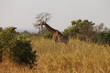 Giraffe im Kruger-Nationalpark in Südafrika