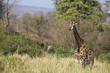 Giraffe im Kruger-Nationalpark in Südafrika