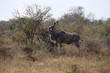 Kudu im Kruger-Nationalpark in Südafrika