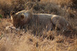 Löwe im Kruger-Nationalpark in Südafrika