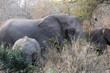 Elefantenfamilie im Kruger-Nationalpark in Südafrika