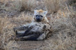 Hyäne im Kruger-Nationalpark in Südafrika