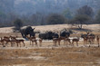 Spitzmaulnashörner und Antilopen im Kruger-Nationalpark in Südafrika
