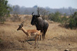 Gnu und Antilope im Kruger-Nationalpark in Südafrika