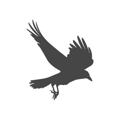 Canvas Print - Silhouette of a flying crow isolated on white