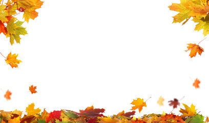 Wall Mural - autumn falling maple leaves isolated on white background
