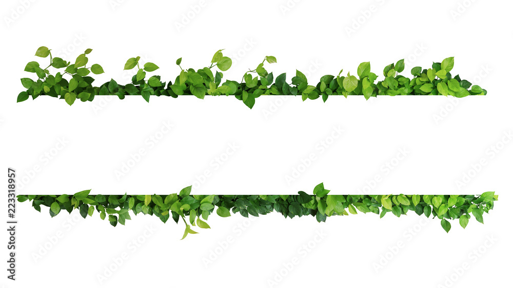Green leaves nature frame border of devil's ivy or golden pothos the tropical foliage plant on white background. - obrazy, fototapety, plakaty 