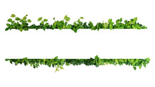 Green Leaves Nature Frame Border Of Devil's Ivy Or Golden Pothos The Tropical Foliage Plant On White Background.