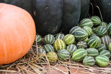 Ripe Pumpkins, Yellow, Green Striped And Small Orange Autumn Squash Patissons With Cherry Tomatoes, Dry Grass Against The Background Of A Wooden Table And Jute Fabric.