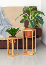 Leisure, Lifestyle, Domestic Life Concept. Vertical Photo Of Simple, Minimal, Wooden Shelf Construction Frame For Two Green Plant Flower Stand In House Near Sofa Against Soft New Couch