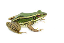 Image Of Paddy Field Green Frog Or Green Paddy Frog (Rana Erythraea) On A White Background. Amphibian. Animal.