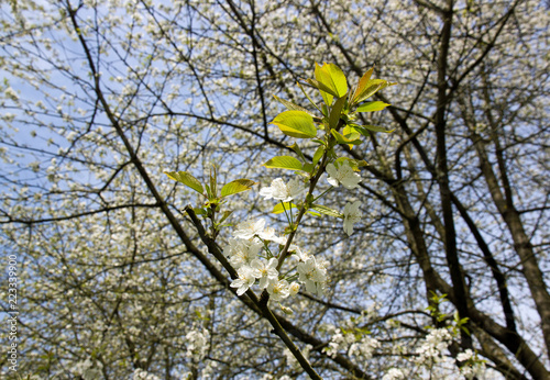 Branche De Cerisier Blanc En Fleur Buy This Stock Photo