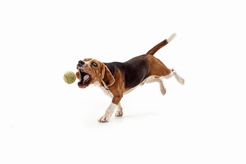 Wall Mural - Front view of cute beagle dog with ball isolated on a white studio background