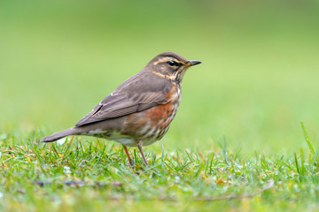 Poster - Redwing (Turdus iliacus). Vik, Iceland