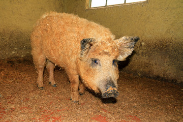 Wall Mural - Super cute and curly blond orange Mangalica pig (Sus Scrofa) aka Manglitza or Mangalitsa, a Hungarian breed of domestic pig
