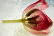 Tulip trapped in ice