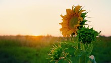 Lonely Young Sunflower Swaying In The Wind In The Field Against The Sunset. Sunflower Hat At Dawn