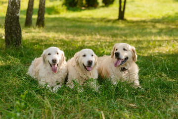 Three friends lie together