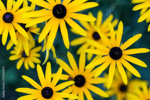 Fotografia, Obraz Black Eyed Susan- Rudbeckia fulgida in the late summer garden