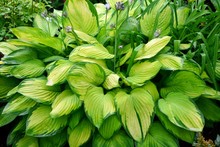 Amazing Beauty Hosta Unusual Colors, Combined Green White And Yellow In The Garden Close-up.