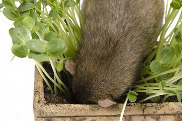 Sticker - Rat and young sprouts of watermelon in a clay pot.