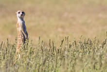Botswana, Kgalagadi Transfrontier Park, Kalahari, Meerkat Watching, Suricata Suricatta