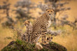 Cheetah and cubs sit together on mound