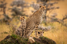 Cheetah And Cubs Sitting On Grassy Mound