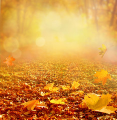 Beautiful autumn landscape with yellow trees and sun. Colorful foliage in the park. Falling leaves natural background