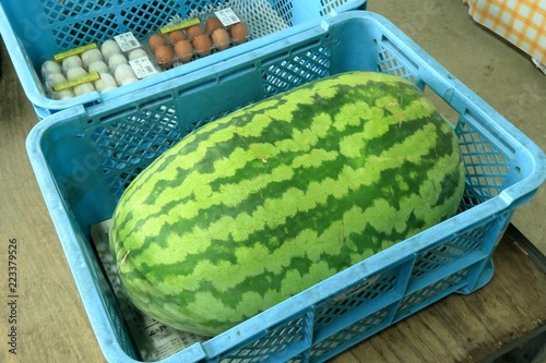 Fotografia  巨大なスイカ、60センチはあります。甘いです、