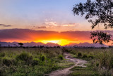 Fototapeta Sawanna - sunset over green field